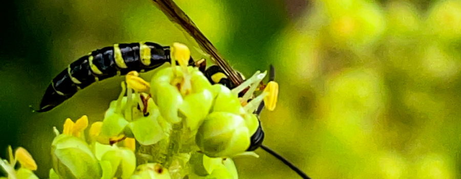 This is a closeup photograph of a thynnid wasp feeding on a bunch of small green and yellow flowers. The wasp has a black body and thorax that are striped with yellow bands. The head is mostly hidden behind the flowers, but one black antenna can be seen poking out. The body is rounded over the flowers in such a way that the black wings protrude up away from the body.