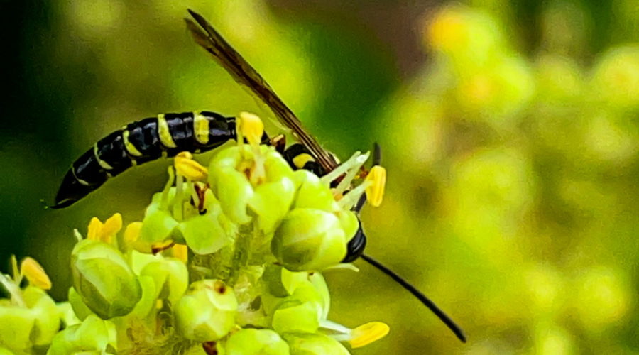 This is a closeup photograph of a thynnid wasp feeding on a bunch of small green and yellow flowers. The wasp has a black body and thorax that are striped with yellow bands. The head is mostly hidden behind the flowers, but one black antenna can be seen poking out. The body is rounded over the flowers in such a way that the black wings protrude up away from the body.