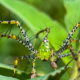 The Beautiful Green Lynx Spider is Useful Against Crop Pests