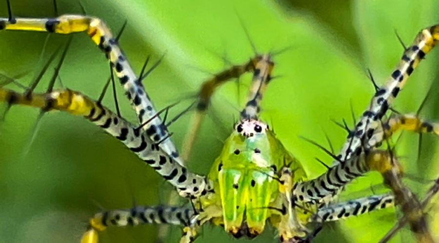 This is a macro picture of a green lynx spider from the front. The spider’s head is bright green, and it has a white eye spot on top of the head. It has two long green fangs, as well as large palps. The legs are almost white with black spots up to the first joint. After that they are yellow with black bands. There are occasional long, coarse hairs growing from the legs. The spider is surrounded by greenery.