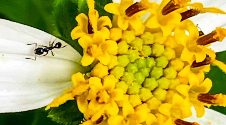 A small pavement ant walks around on the ray of a blackjack flower. The five rays are white and surround the yellow center. The ant is on the left hand ray and is dark brown.