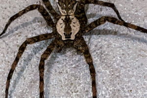 This is the Biggest White Banded Fishing Spider Ever!
