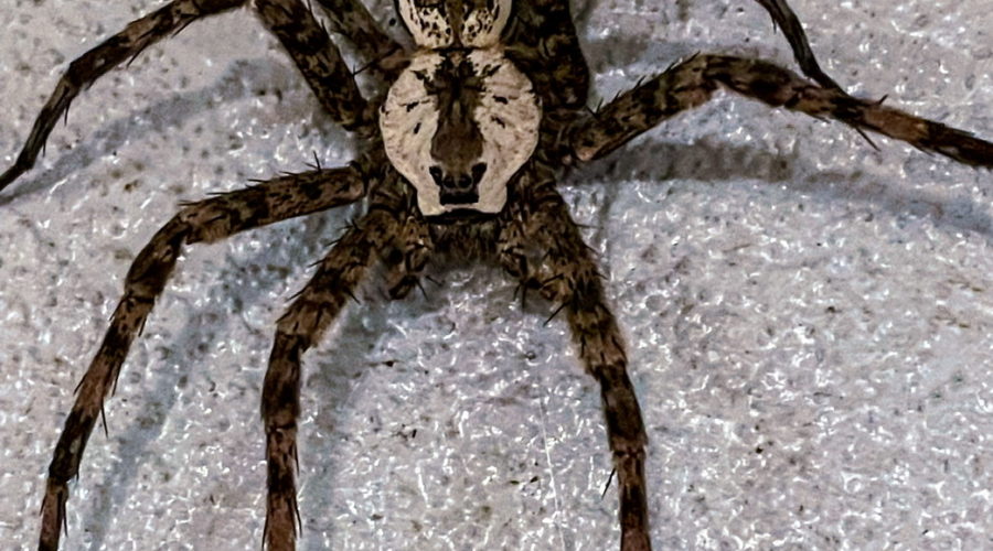 This is the Biggest White Banded Fishing Spider Ever!