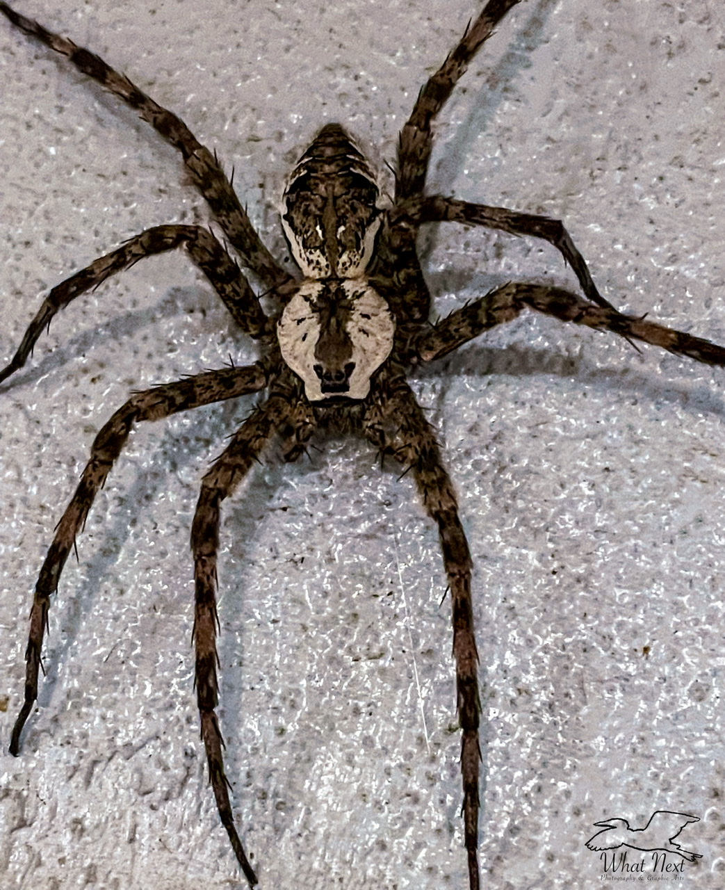 This is the Biggest White Banded Fishing Spider Ever! – What Next  Photography & Graphic Arts