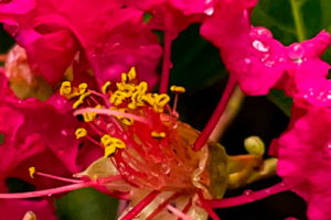 This is a closeup image of a red crepe Myrtle taken on a late summer afternoon. The flowers have several drops of rain water on them thanks to an earlier thunderstorm. In the center of the photo is a cluster of stamens tipped with yellow pollen