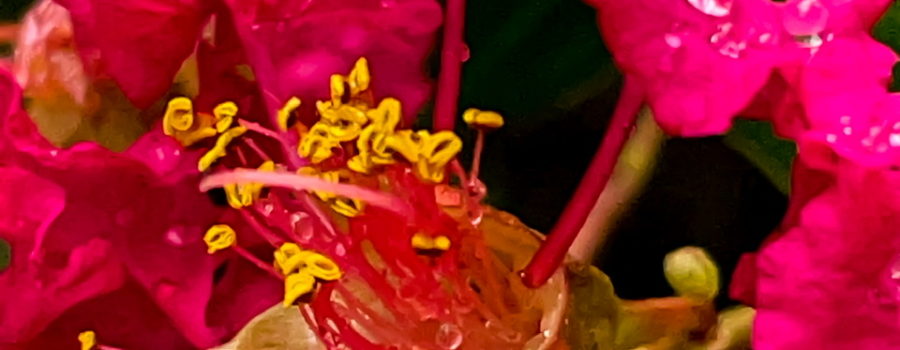 This is a closeup image of a red crepe Myrtle taken on a late summer afternoon. The flowers have several drops of rain water on them thanks to an earlier thunderstorm. In the center of the photo is a cluster of stamens tipped with yellow pollen