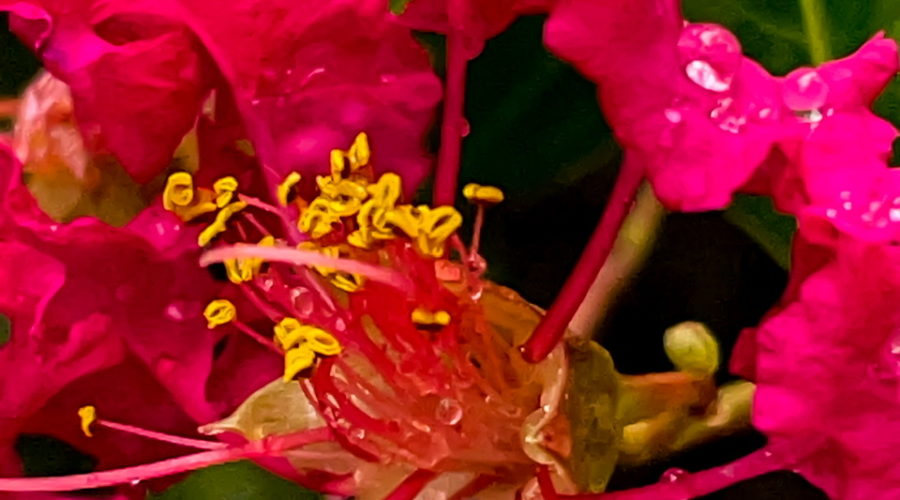 This is a closeup image of a red crepe Myrtle taken on a late summer afternoon. The flowers have several drops of rain water on them thanks to an earlier thunderstorm. In the center of the photo is a cluster of stamens tipped with yellow pollen