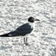 The Interesting Laughing Gull has Made a Tremendous Come Back
