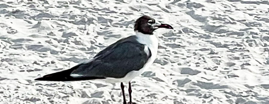 A breeding adult laughing gull waits patiently for someone to throw it some food scraps. The bird is standing on a white sand beach and is a solid grey on it’s back, wings, and tail. The underside and neck are white, while the head is covered by a black cap. There is a white circle around the eye.