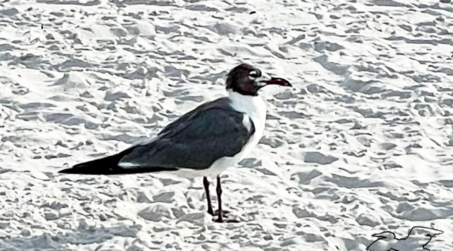 A breeding adult laughing gull waits patiently for someone to throw it some food scraps. The bird is standing on a white sand beach and is a solid grey on it’s back, wings, and tail. The underside and neck are white, while the head is covered by a black cap. There is a white circle around the eye.