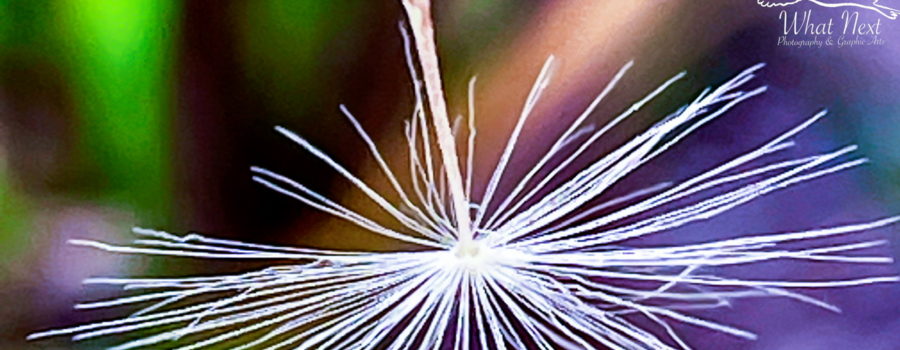 A single flower seed is the last one attached to the stem. The seed is small and oval shaped attached to a fuzzy “umbrella” that will catch the wind and move the seed. The photo is focused on the fluffy top.