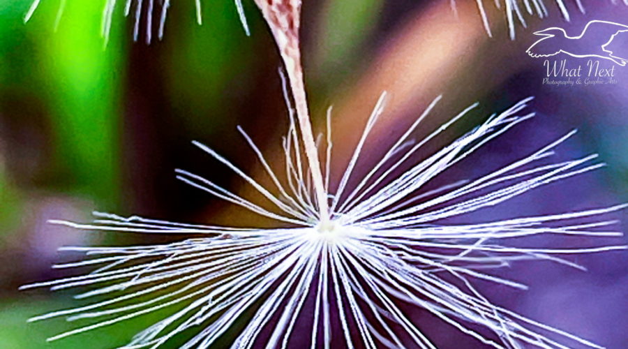A single flower seed is the last one attached to the stem. The seed is small and oval shaped attached to a fuzzy “umbrella” that will catch the wind and move the seed. The photo is focused on the fluffy top.