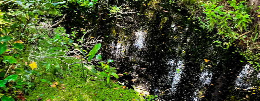 This is a landscape image of a slow running Florida waterway. The water is dark in color due to it’s tannic acid content. The majority of the water is covered by water plants including lilies, arrowheads, and algae. The far bank is heavily wooded with oaks, pines, and palmettos.