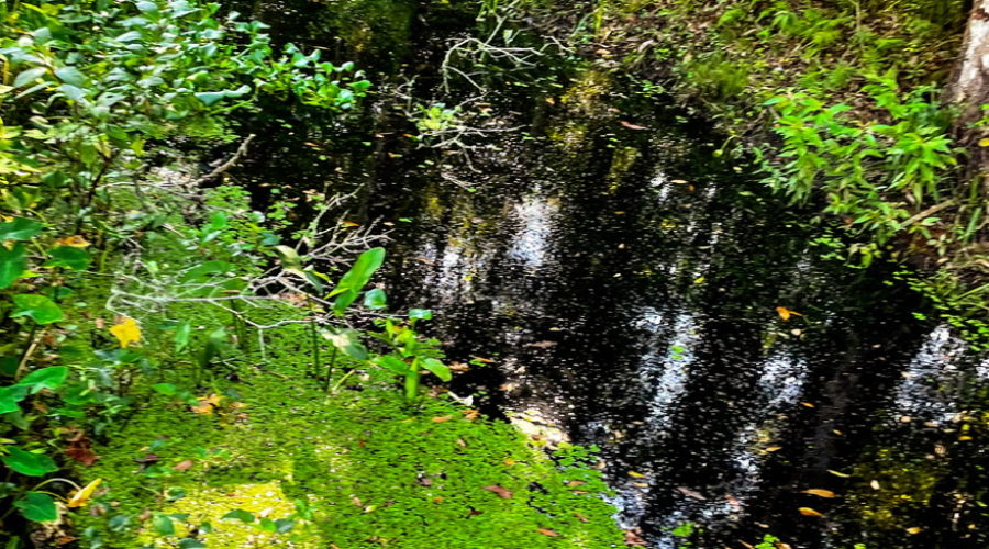 This is a landscape image of a slow running Florida waterway. The water is dark in color due to it’s tannic acid content. The majority of the water is covered by water plants including lilies, arrowheads, and algae. The far bank is heavily wooded with oaks, pines, and palmettos.