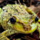 The Pine Woods Tree Frog is a Beautiful and Helpful Little Frog