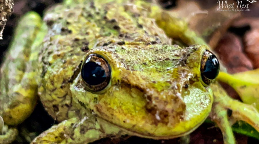A pine woods tree frog sits alertly in a bed of pine shavings. The frog is facing the camera for a closeup shot of it’s face. The frog is lime green with darker green and brown blotches on it. The eyes are dark, and there is a ridge that runs from each eye to the nose. The ridge and the nose are colored in brown. The body, seen behind the head is bumpy and covered in blotches.