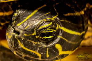 This is a closeup photo of the eye of a River cooter, which is a type of aquatic turtle. The eye is centered in the photo and has black and yellow horizontal stripes and a central, black pupil. The rest of the head of the turtle surrounds the eye and is also striped, but in various directions. The stripes are yellow on a dark green background. The open eyelids are also striped and wrinkled above and below the eye.