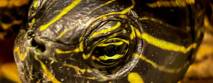 This is a closeup photo of the eye of a River cooter, which is a type of aquatic turtle. The eye is centered in the photo and has black and yellow horizontal stripes and a central, black pupil. The rest of the head of the turtle surrounds the eye and is also striped, but in various directions. The stripes are yellow on a dark green background. The open eyelids are also striped and wrinkled above and below the eye.