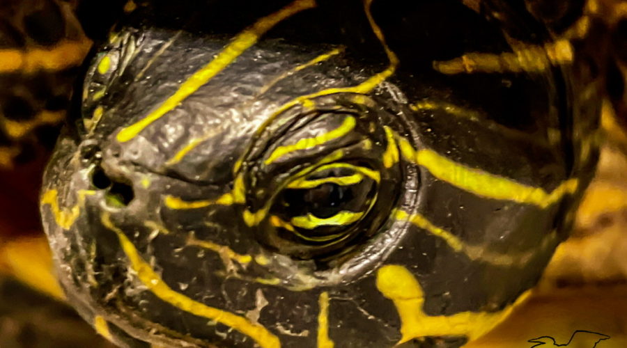 This is a closeup photo of the eye of a River cooter, which is a type of aquatic turtle. The eye is centered in the photo and has black and yellow horizontal stripes and a central, black pupil. The rest of the head of the turtle surrounds the eye and is also striped, but in various directions. The stripes are yellow on a dark green background. The open eyelids are also striped and wrinkled above and below the eye.