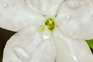 This is a closeup image of a white, five petaled finger rot flower. The flower has a small, greenish center that contains the stamens. The flower is covered in water droplets left behind by an afternoon rain.