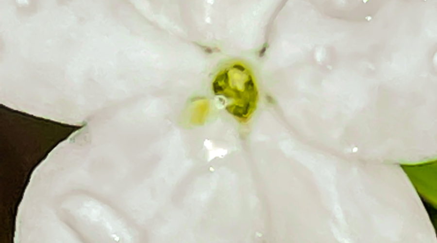 This is a closeup image of a white, five petaled finger rot flower. The flower has a small, greenish center that contains the stamens. The flower is covered in water droplets left behind by an afternoon rain.