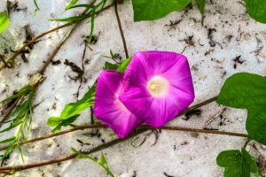 A pair of ivy leafed morning glory flowers are growing from their vine on a white sand beach. The flowers are a deep pink with white centers. The flowers are partially framed by the green, lobed leaves of the vine.