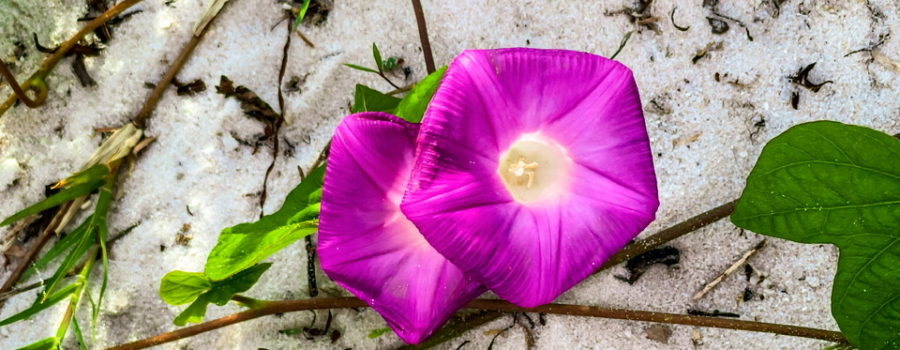 A pair of ivy leafed morning glory flowers are growing from their vine on a white sand beach. The flowers are a deep pink with white centers. The flowers are partially framed by the green, lobed leaves of the vine.