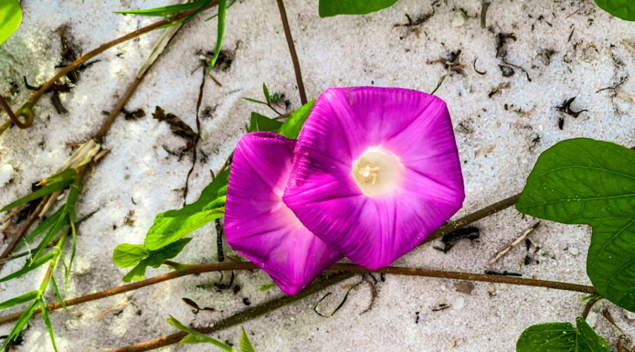 A pair of ivy leafed morning glory flowers are growing from their vine on a white sand beach. The flowers are a deep pink with white centers. The flowers are partially framed by the green, lobed leaves of the vine.