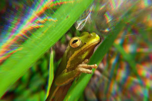 A color image of a green tree frog that is hiding in the green grass has been digitally altered to look like it is being seen with tunnel vision. That effect leaves the head and body of the frog in focus, while the focus all around the frog falls off as you move away from the central image.