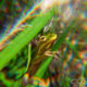 An Adorable Little Green Tree Frog Hidden in the Grass