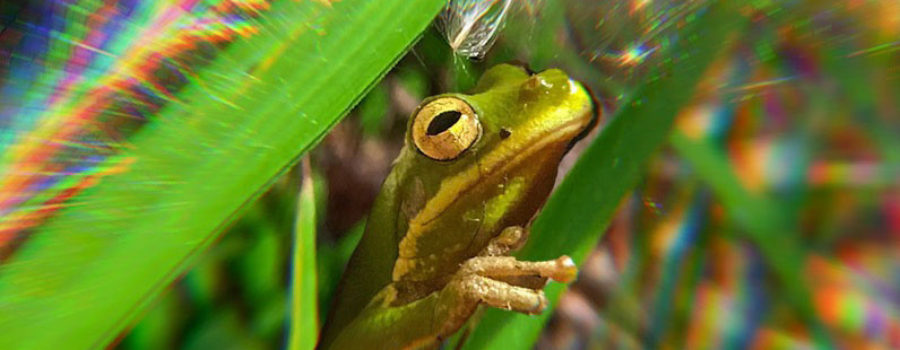 An Adorable Little Green Tree Frog Hidden in the Grass – What Next  Photography & Graphic Arts