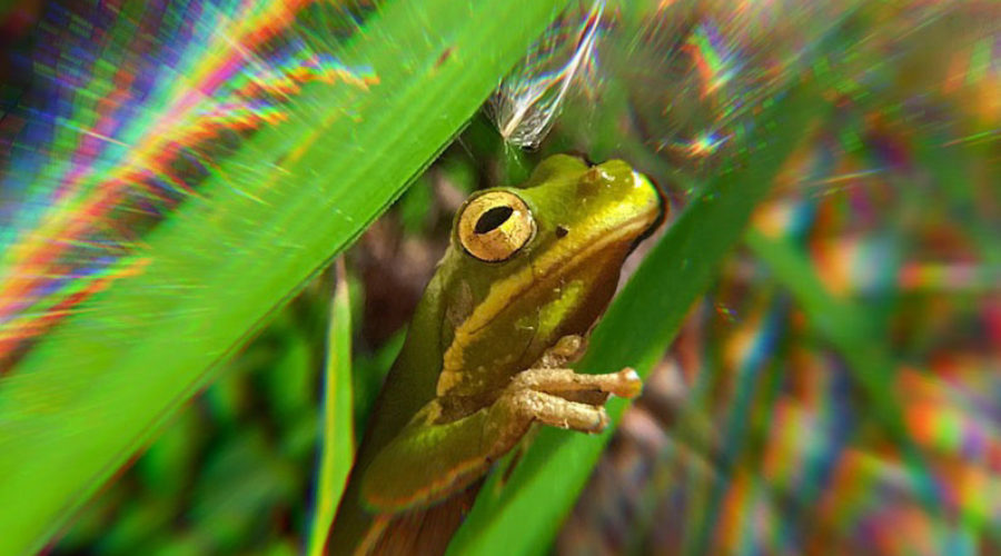 A color image of a green tree frog that is hiding in the green grass has been digitally altered to look like it is being seen with tunnel vision. That effect leaves the head and body of the frog in focus, while the focus all around the frog falls off as you move away from the central image.