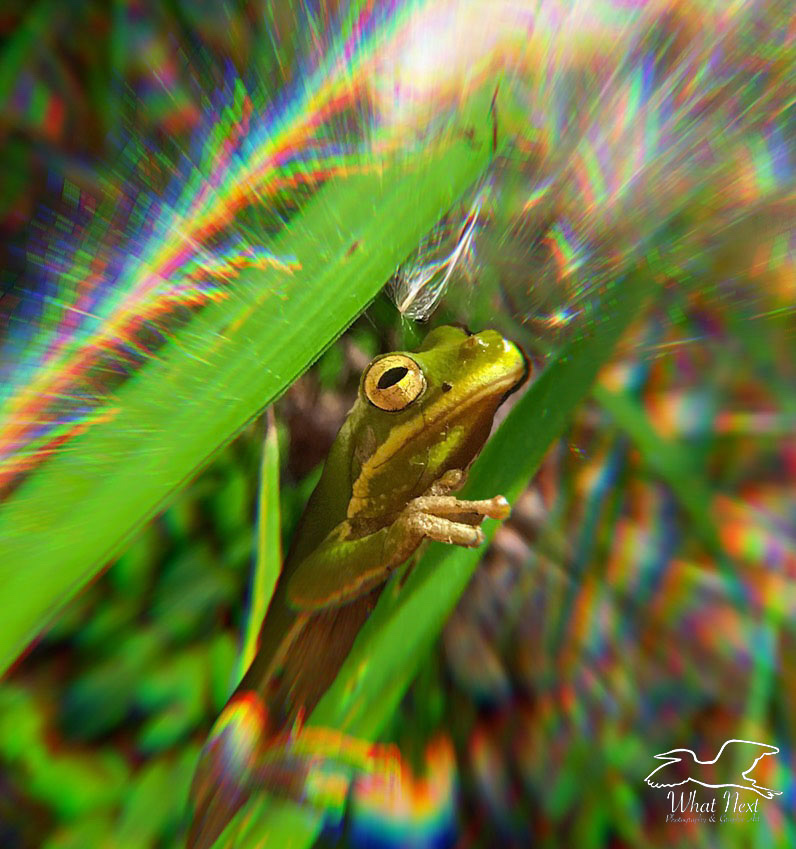 Little Grass Frog