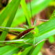 The Slender Meadow Katydid is a Well Hidden Wildlife Gem