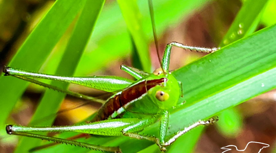 A slender meadow katydid is poised to jump if threatened as it perches in a blade of grass. The katydid is mostly green with a dark brown stripe down it’s back. The eyes are light brown with dark pupils. Two long black antennas come off of the head between the eyes. The front two sets of legs are relatively small, but the rear pair are well developed.