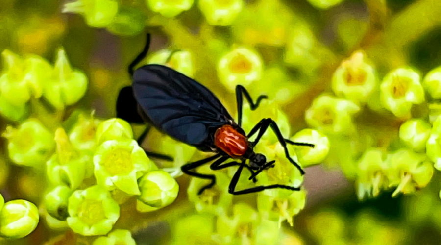 This female lovebug is feeding from a small wildflower. Her mated male counterpart can only be partially seen behind her. The bug is mostly black with a large red, raised spot on the back just behind the head. The black wings emerge from the thorax just below the red spot.