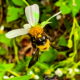 The Common Eastern Bumblebee is a Powerful Pollinator