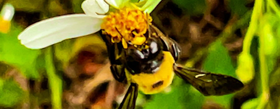 A common eastern bumblebee is seen hanging on a blackjack flower with yellow pollen all over it’s mouth parts. The bee has two large, black compound eyes and dark wings. Most of the rest of the body is covered in short, soft yellow hair.