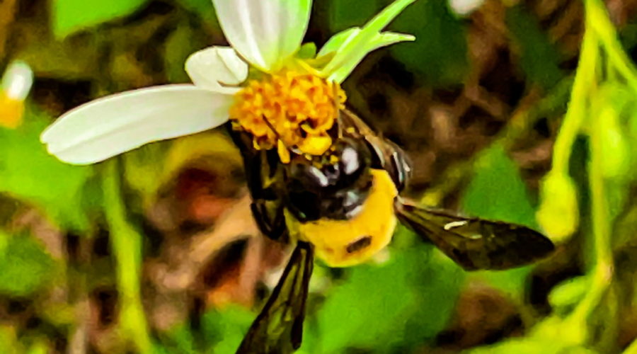 A common eastern bumblebee is seen hanging on a blackjack flower with yellow pollen all over it’s mouth parts. The bee has two large, black compound eyes and dark wings. Most of the rest of the body is covered in short, soft yellow hair.