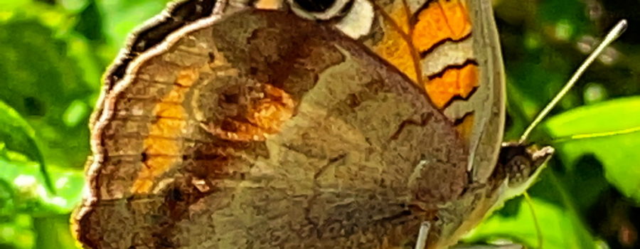 A side view of a common buckeye butterfly shows it feeding from a blackjack flower. The butterfly is mostly brown with an eyespot in the upper middle of the front wing. The eyespot in inside a white bar. Below the bar are orange and brown stripes with thin black borders. The body is brown as are the legs and antennas. A short proboscis can be seen entering the yellow flower.