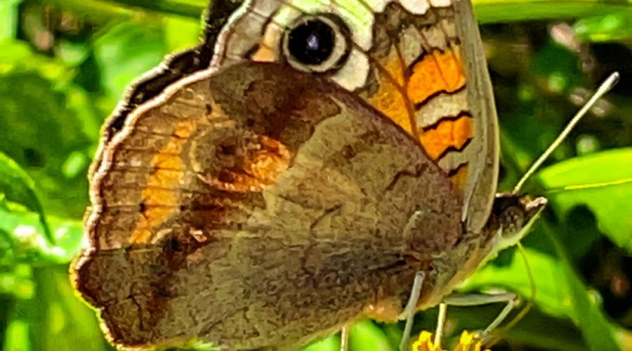 A side view of a common buckeye butterfly shows it feeding from a blackjack flower. The butterfly is mostly brown with an eyespot in the upper middle of the front wing. The eyespot in inside a white bar. Below the bar are orange and brown stripes with thin black borders. The body is brown as are the legs and antennas. A short proboscis can be seen entering the yellow flower.