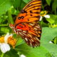 The Gulf Fritillary is One of Florida’s Most Spectacular Butterflies