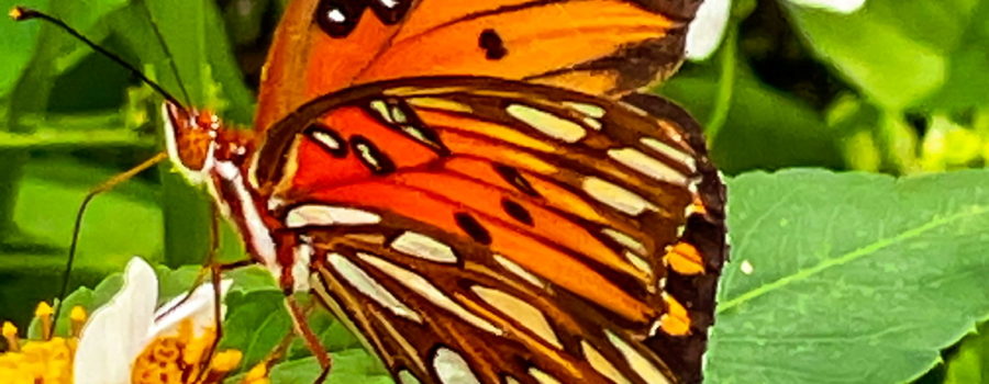 The image portrays an orange gulf fritillary butterfly in the act of feeding on a blackjack flower. The flower has white petals with yellow florets in the center. The butterfly is mainly a bright orange and is marked with spits of white, dark brown, and black. The body of the butterfly is striped with orange and white and has orange legs that are gripping a second flower. The two black antennas have orange tips, while the long proboscis is extended into the flower in order to draw out nectar.