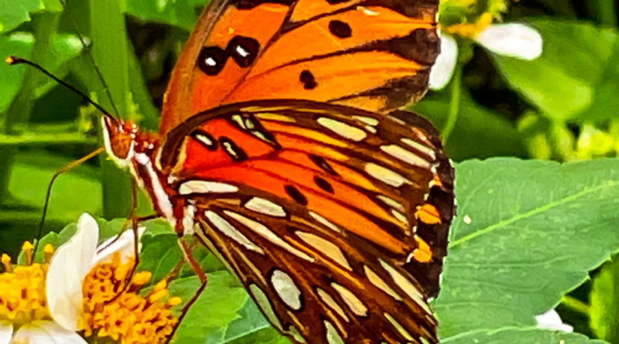 The image portrays an orange gulf fritillary butterfly in the act of feeding on a blackjack flower. The flower has white petals with yellow florets in the center. The butterfly is mainly a bright orange and is marked with spits of white, dark brown, and black. The body of the butterfly is striped with orange and white and has orange legs that are gripping a second flower. The two black antennas have orange tips, while the long proboscis is extended into the flower in order to draw out nectar.