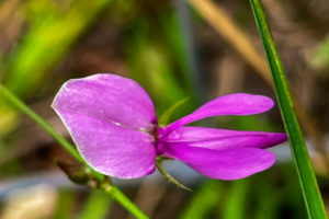 The uneven five petaled flower of the panicled leaf Ticktrefoil flower are typical of flowers from the legume or pea family. The beautiful flower is a bright purplish pink and grows off of a thin stem.