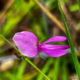 Panicled-Leaf Ticktrefoil is Incredibly Useful to People and Wildlife