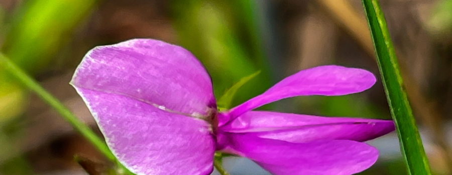 The uneven five petaled flower of the panicled leaf Ticktrefoil flower are typical of flowers from the legume or pea family. The beautiful flower is a bright purplish pink and grows off of a thin stem.