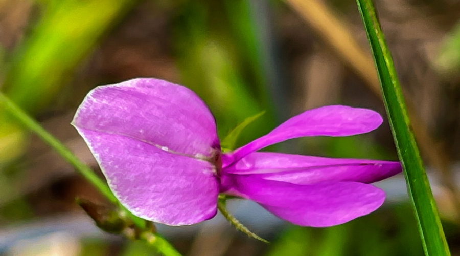 The uneven five petaled flower of the panicled leaf Ticktrefoil flower are typical of flowers from the legume or pea family. The beautiful flower is a bright purplish pink and grows off of a thin stem.
