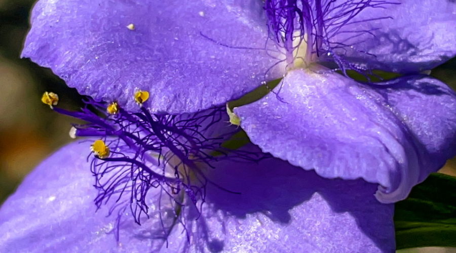 A pair of dark blue Ohio spiderwort flowers are the center of this image. One flower is a most on top of the other. Both have three broad, dark blue petals that meet in a lighter blue center. Several blue stamens are coming out of the centers and are topped by yellow anthers. There are small, fine blue hairs surrounding the stamens. The flowers are atop a thin, smooth green stalk.