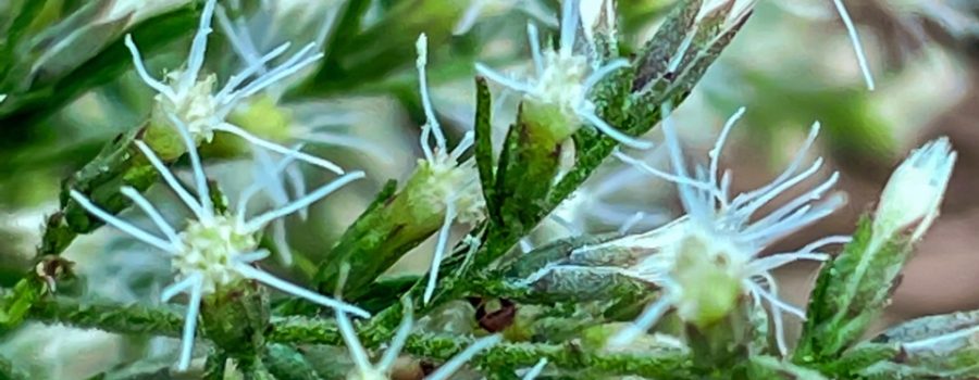 This detailed photograph of the small, trumpet shaped flowers of a hyssopleaf thoroughwort plant shows how the flowers are located at the ends of their branches. Each flower is surrounded by dark green, slightly hairy sepals. Several long, white stamens protrude out of the flowers.